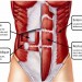 The Critical Six Pack Muscle